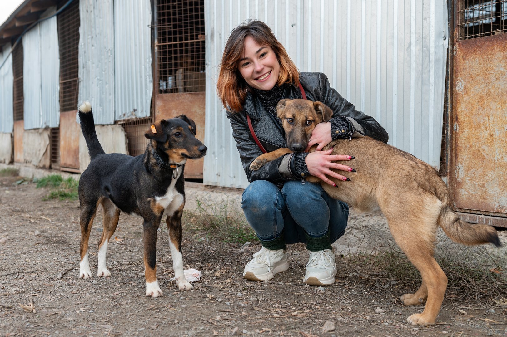 Dog at the shelter. Animal shelter volunteer takes care of dogs. Animal shelter volunteer takes care of homeless animals.