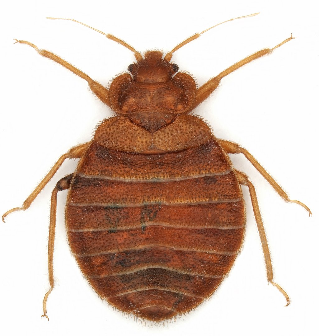 Bedbug also known as Common bedbug or Wall-louse (Cimex lectularius) isolated on white background.