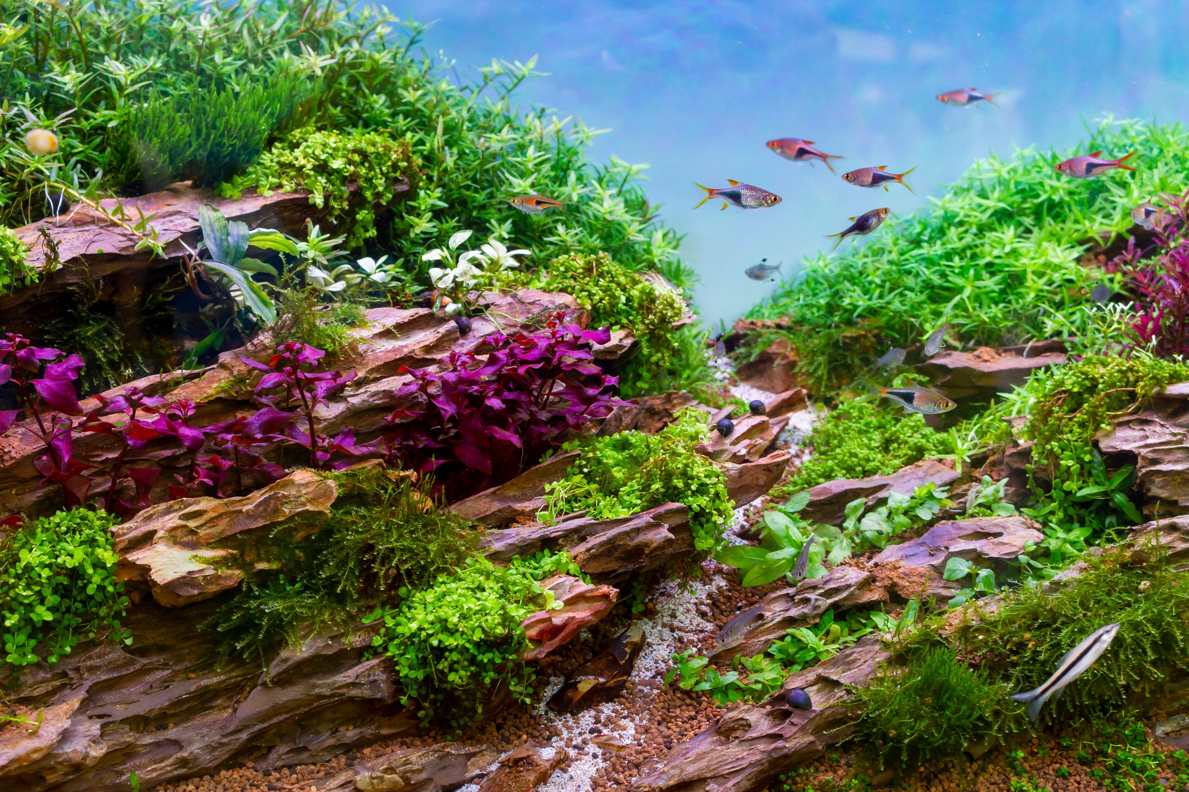 Beautiful Natural Aquarium (Aquascape) With Rock, Driftwood And Ornamental Fish.