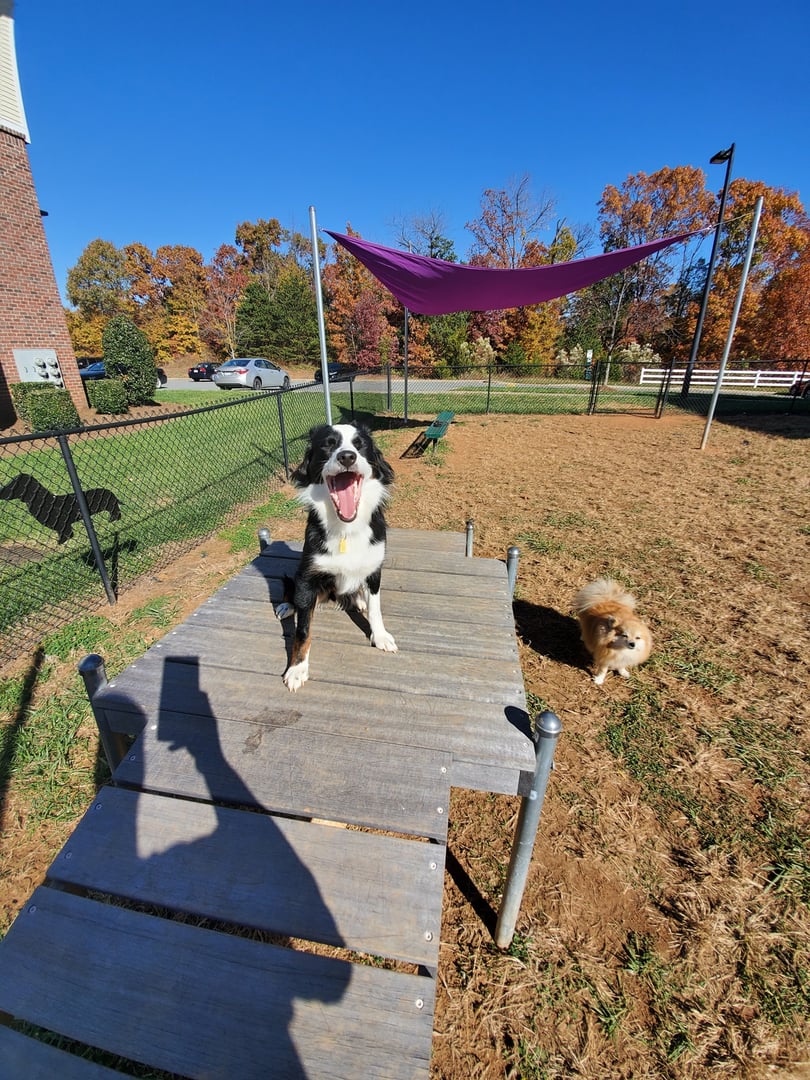 Happy dogs at Uptown Pets in Salt Lake City