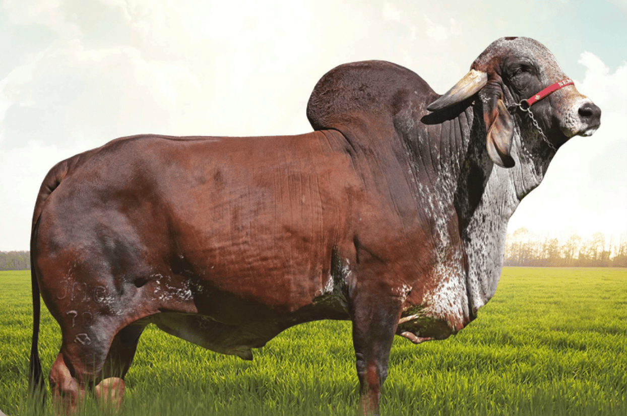 Capricho Novo Horizonte - Toro Gyr lechero brasileiro - PTA +605 kg leche - genética de élite - Top 10% proteína y grasa
