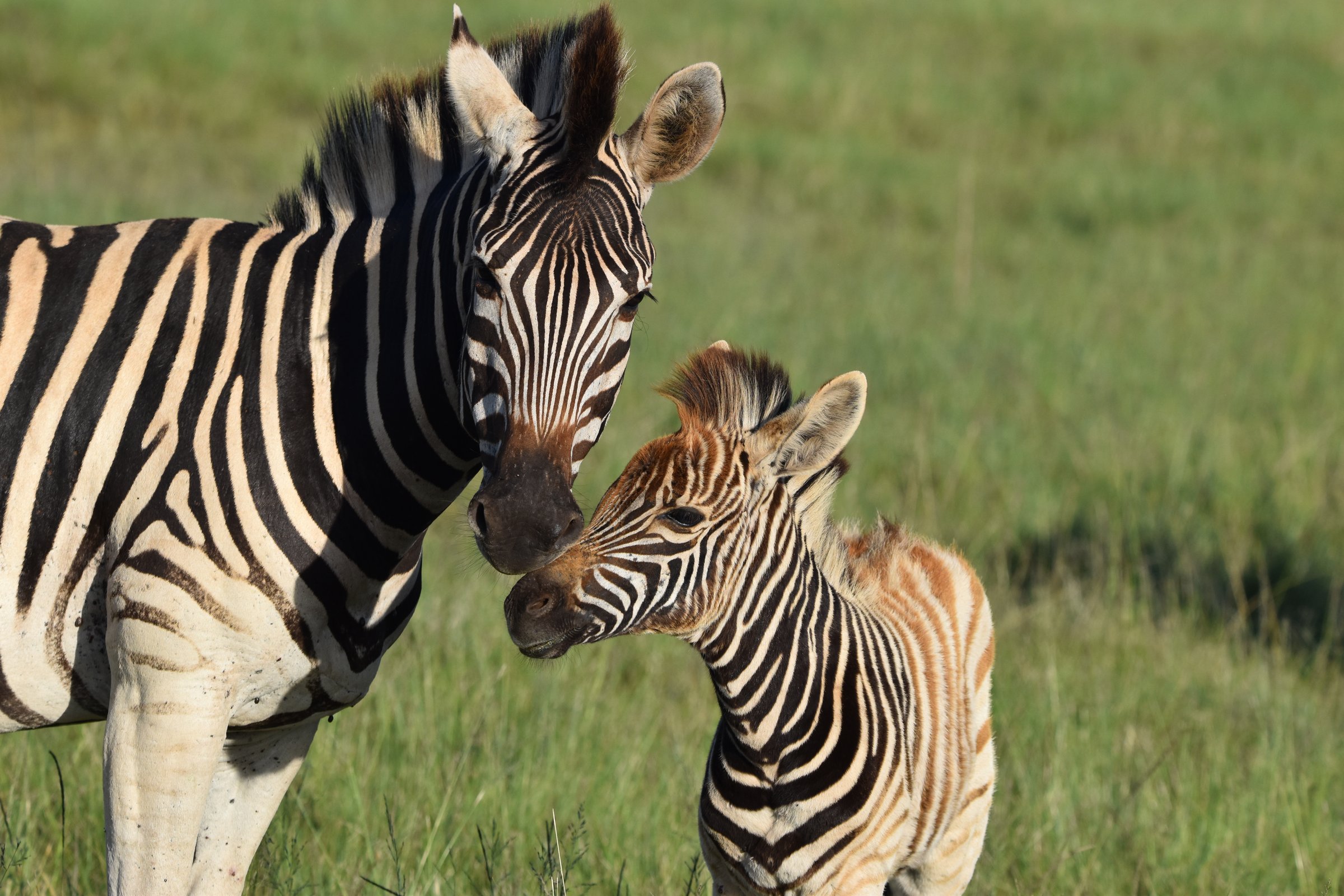 A mother Burchell's (plains) zebra (Equus quagga burchellii) with foal. Semi close-up. Grass background. Western Cape, South Africa.