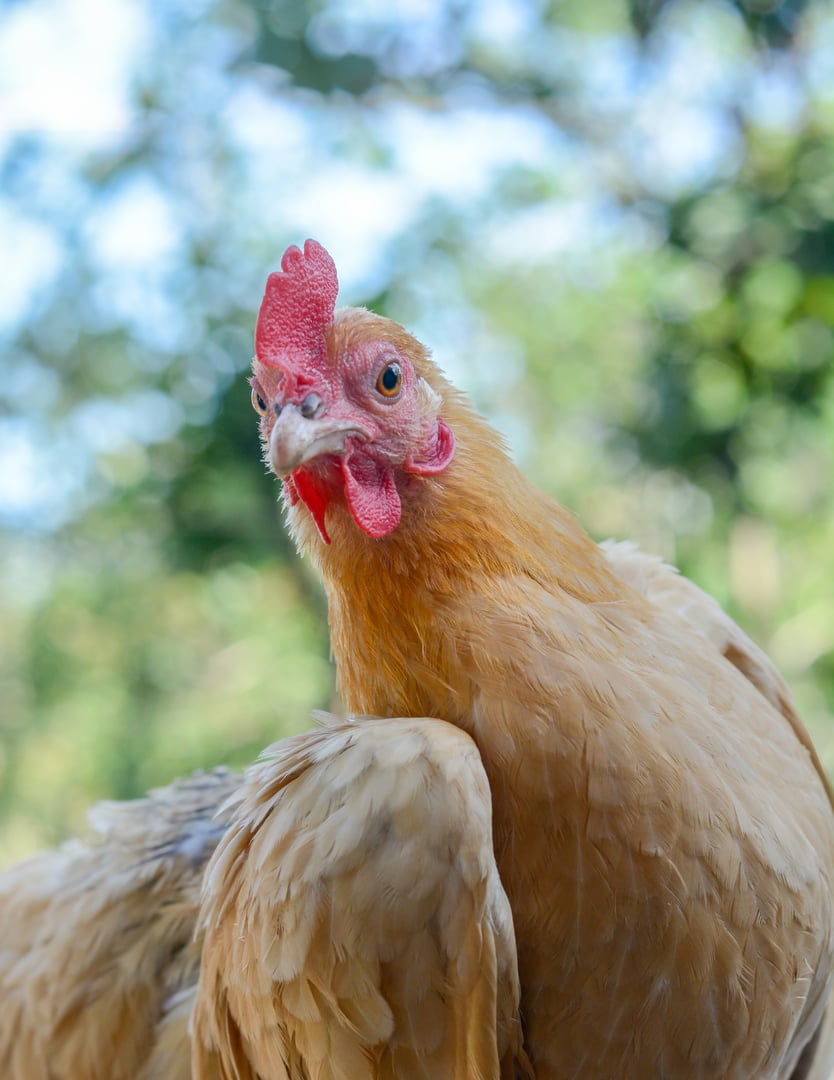 egg laying yellow color bantam chicken, small variety of fowl, ornamental domestic hen closeup, natural background,shallow depth of field