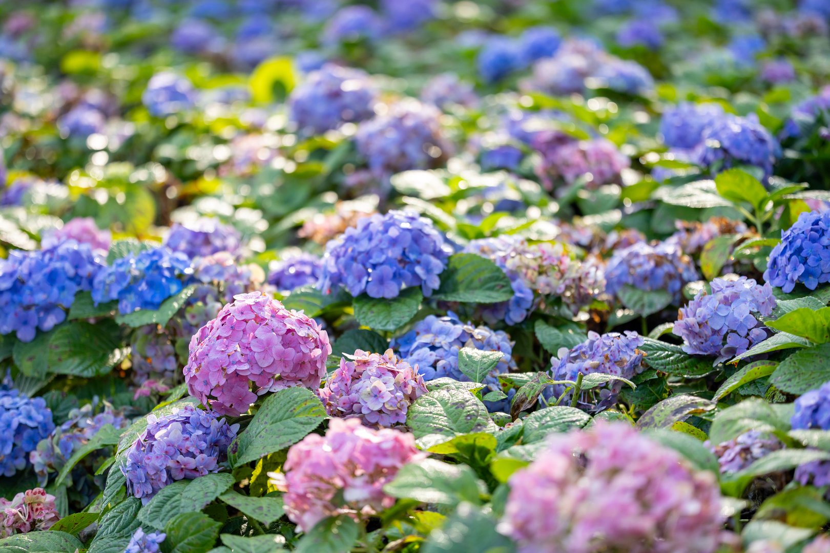 Hydrangea flowers in full bloom on the background for spring and summer English country cottage garden for perennial and annual plant