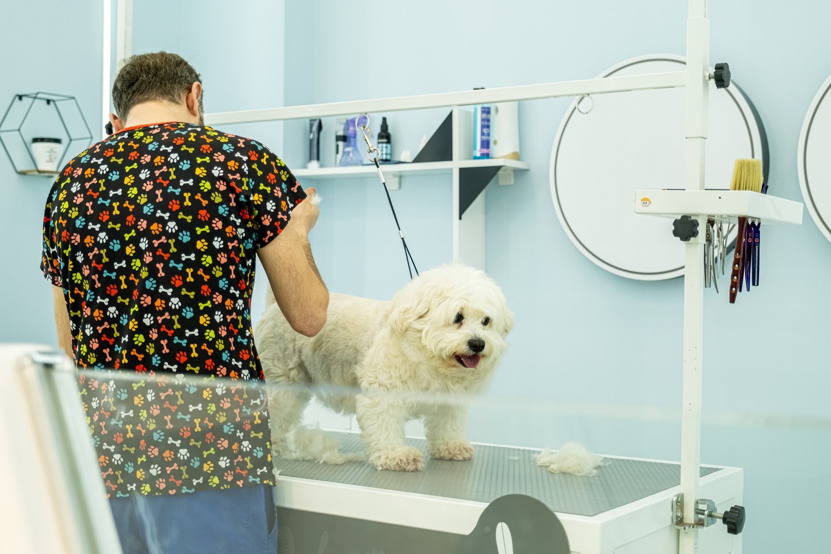 An adorable Maltese dog being groomed at a pet grooming salon