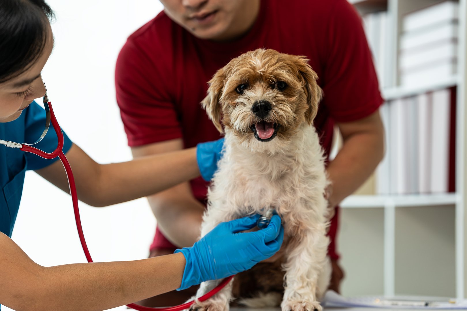 Veterinarians and dogs at the clinic are ready to provide counseling, care and stroke health. Development and growth with health