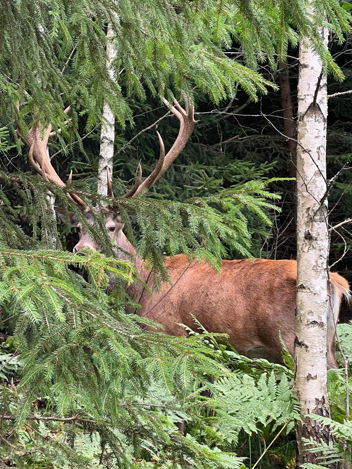 Red deer in nature