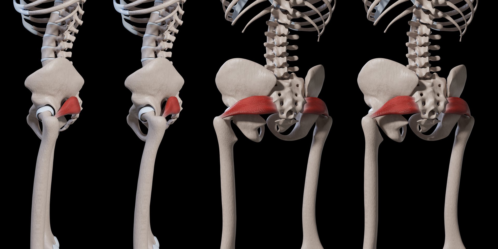 3d illustration showing back view of piriformis muscle movement