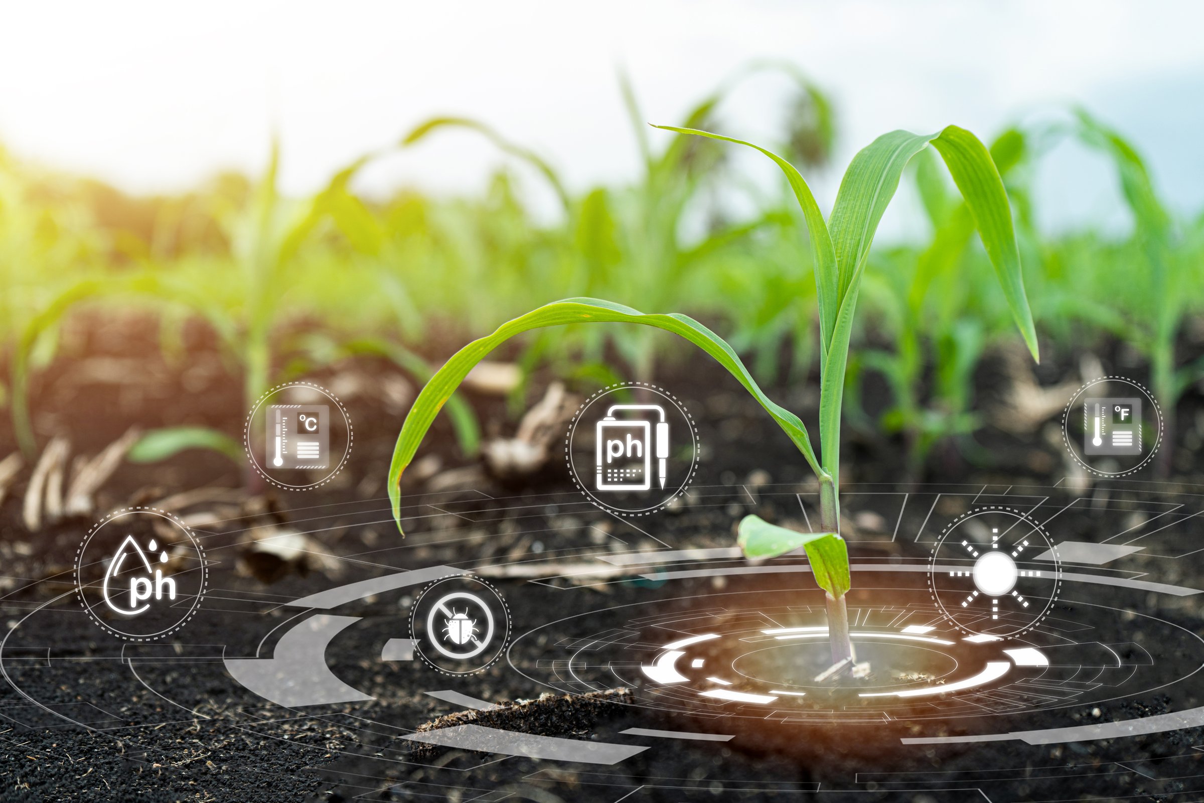Agriculture and artificial intelligence technology in smart farms and AI plants, smart farming