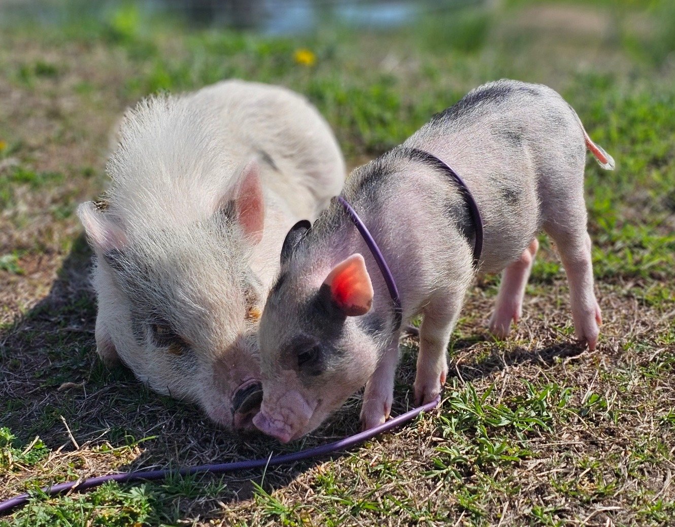 Playful piglets