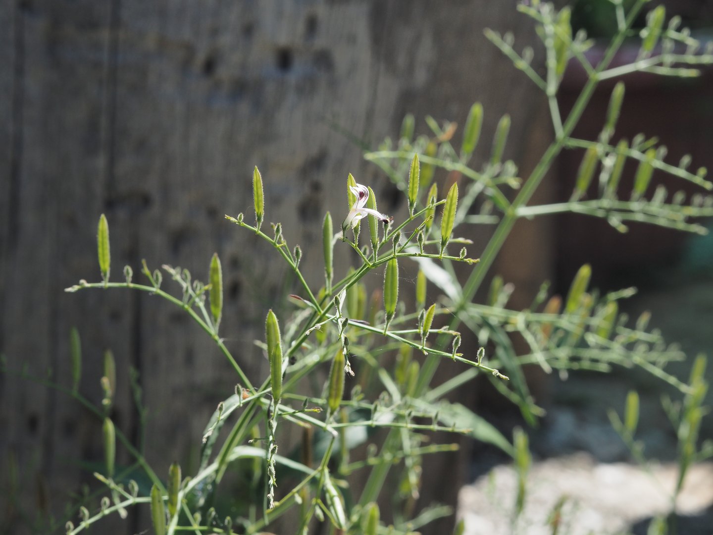 An herbaceous plant characterized by slender stems, small, narrow leaves, and tiny white to purplish flowers. It produces elongated, erect seed capsules or pods, and is highly valued in traditional medicine for its intensely bitter taste.