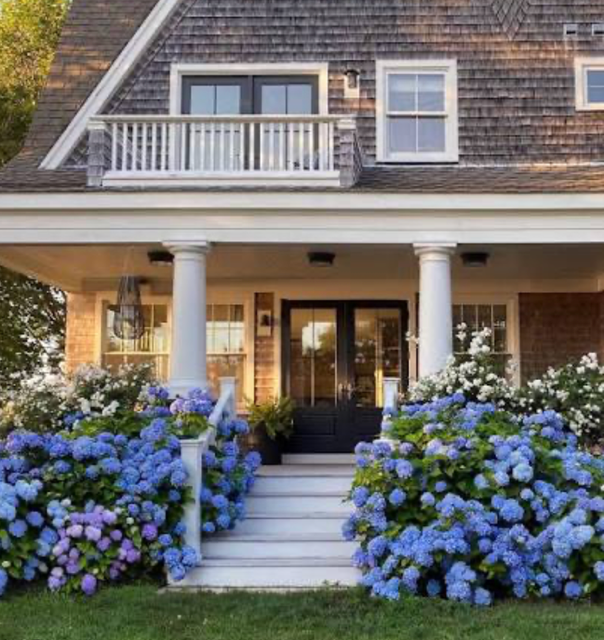 Cape Cod house with hydrangea flowers