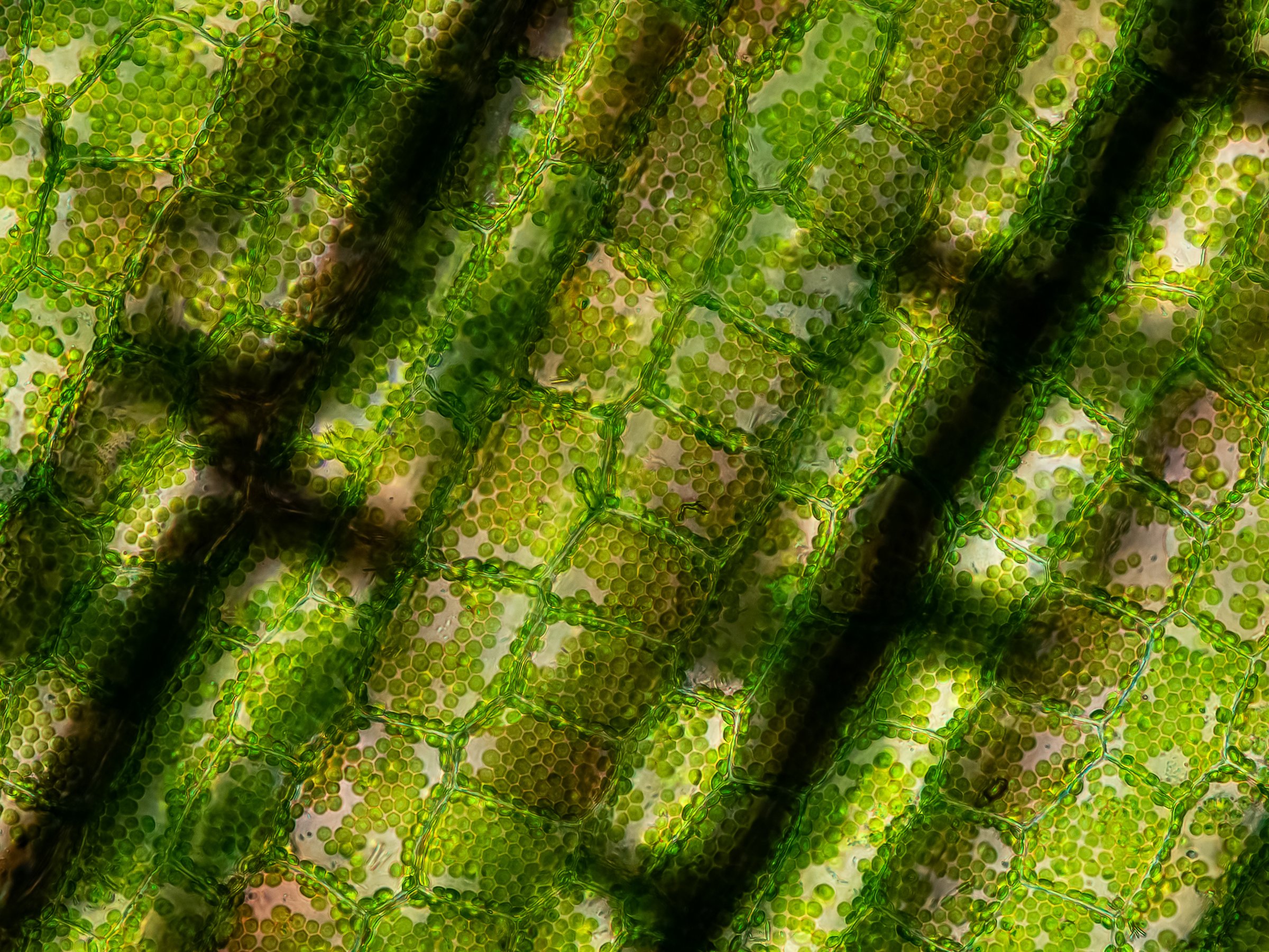 aquatic plant (Vallisneria gigantea) under the microscope showing chloroplasts and cell walls - optical microscope x400 magnification