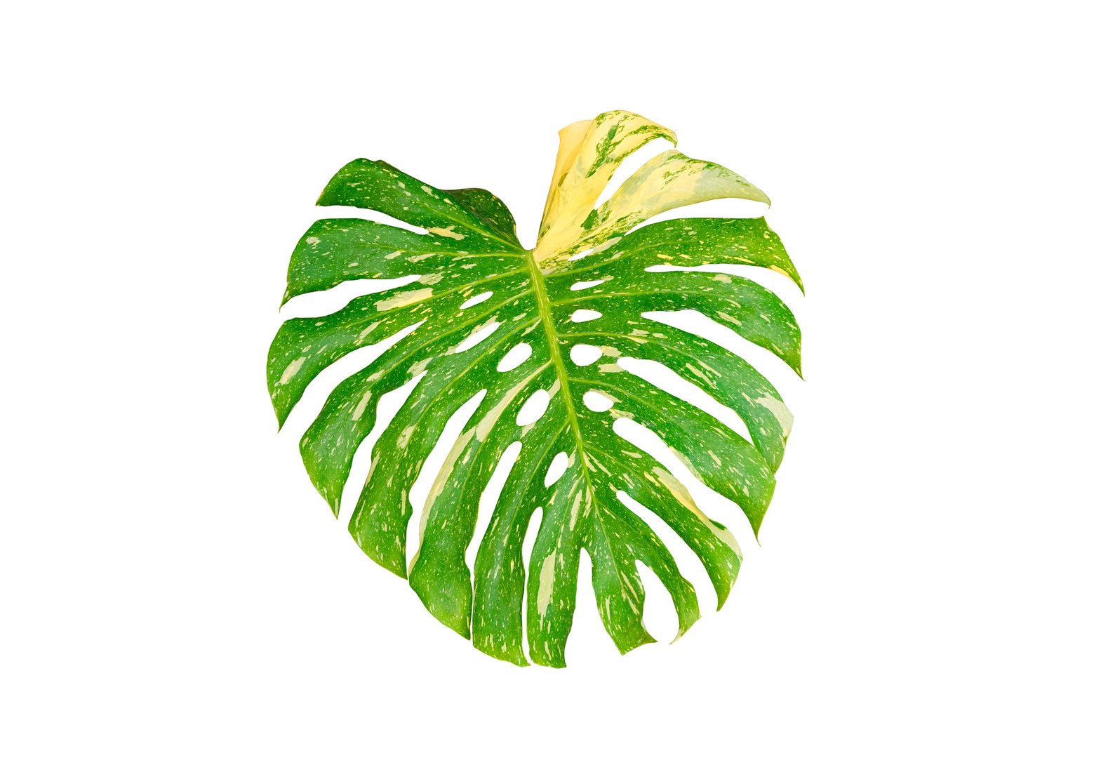 Monstera Thai Constellation leaf isolated on white background with clipping path