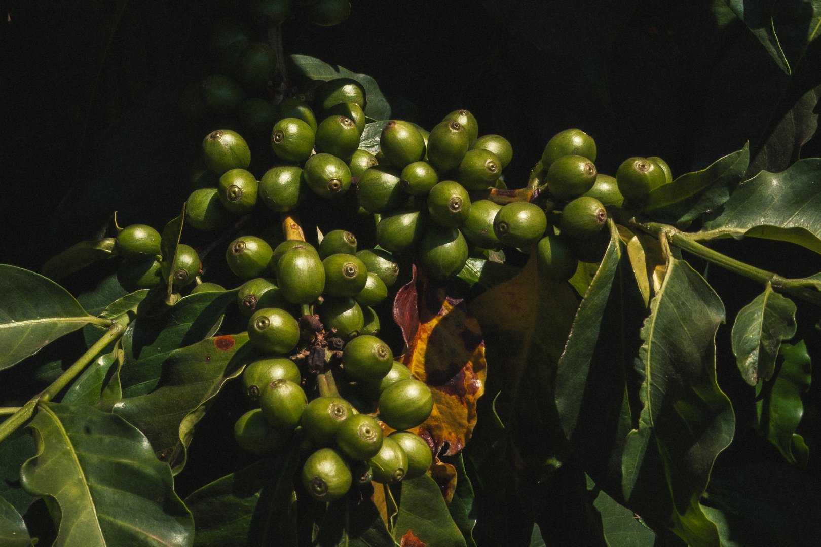 Coffee plant