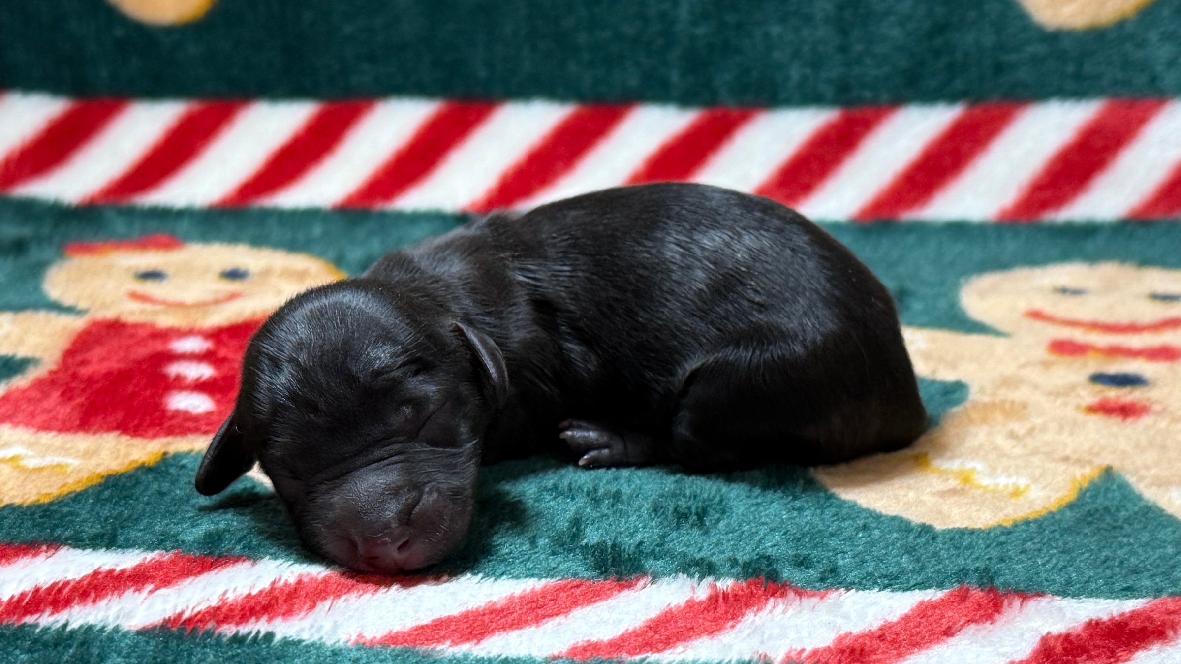 A small brown puppy with light brown markings on its face and paws lying on a soft white blanket.