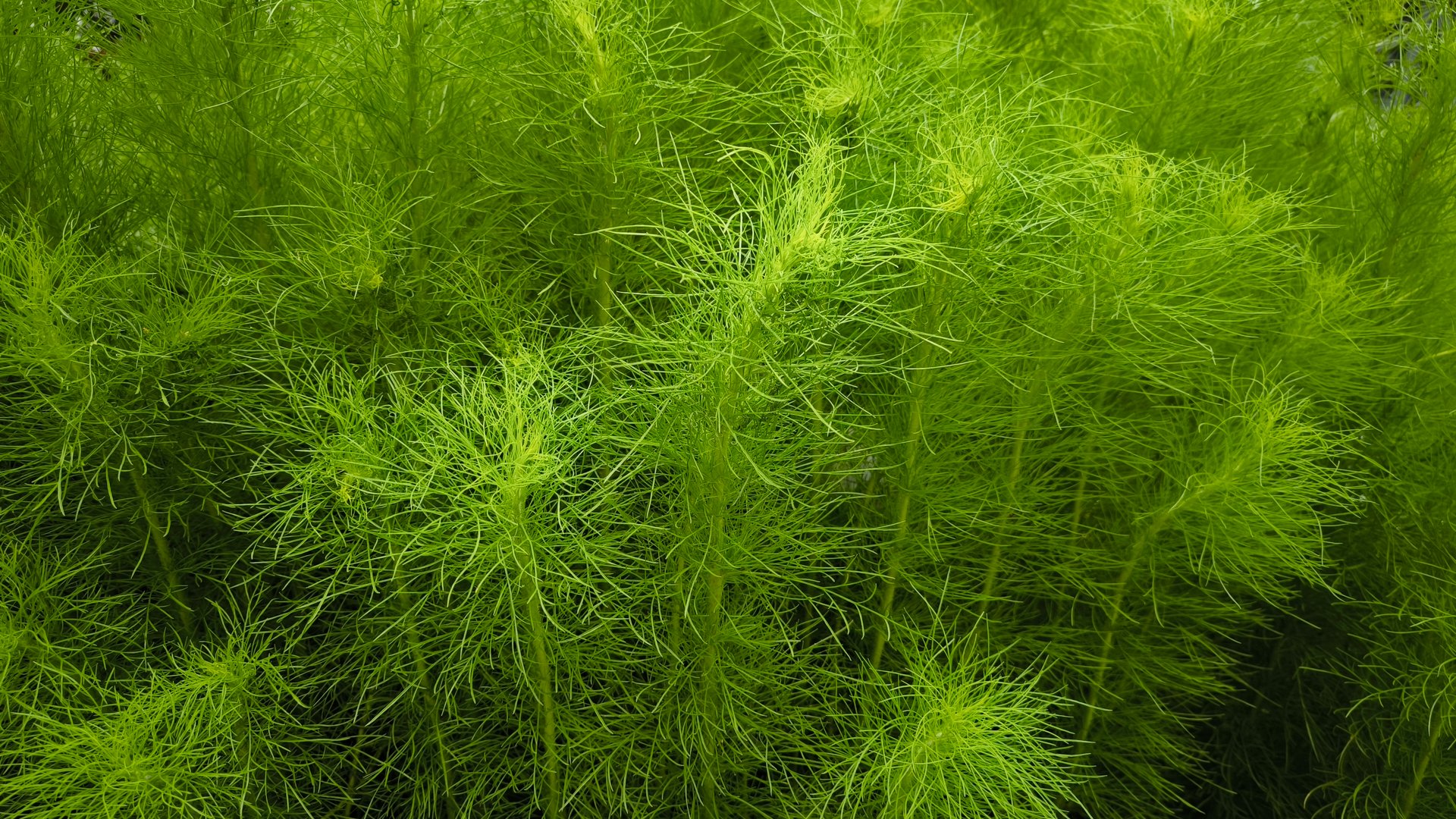 Green leaves for background
