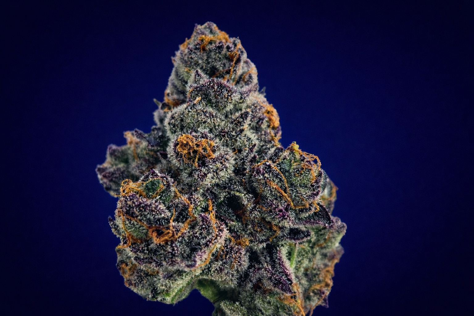 SLURTY 3 Medizinische Cannabisblüten