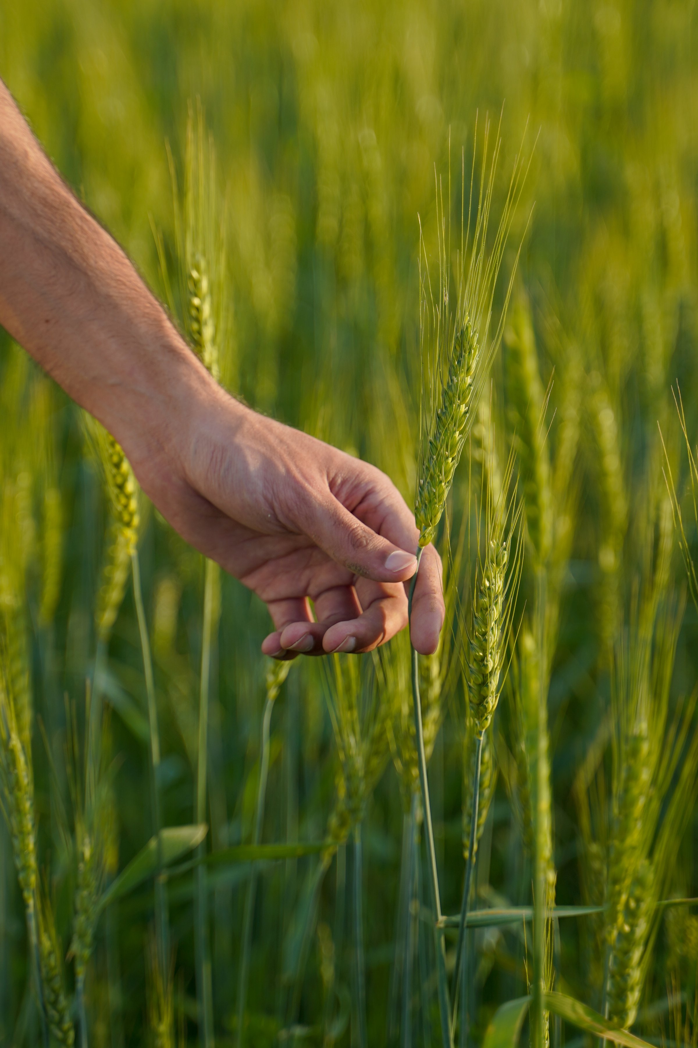 A close-up of a farmer's hand gently holding a wheat stalk in a green field, symbolizing agriculture, growth, and crop inspection.
