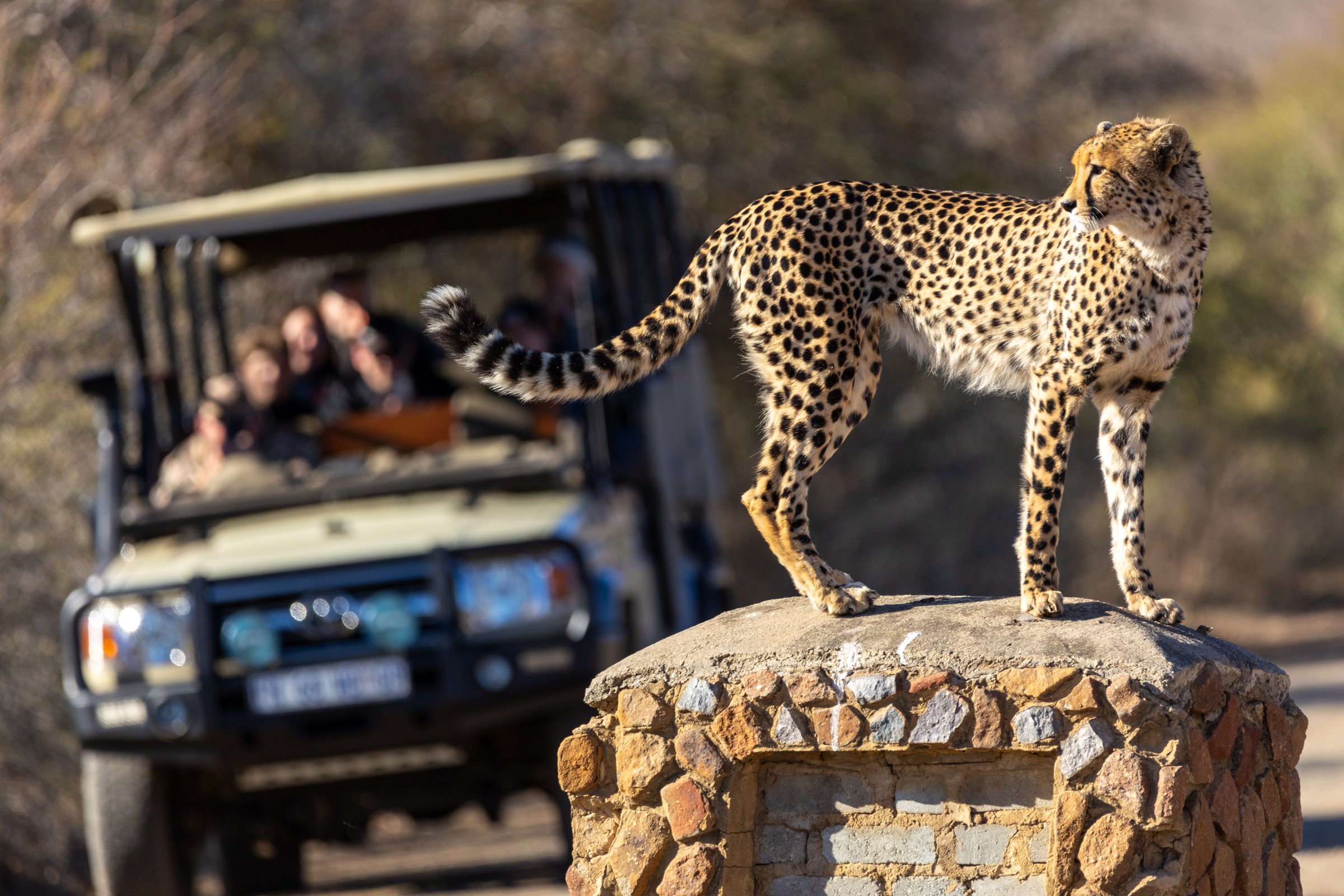 Cheetah on rock with tourists watching