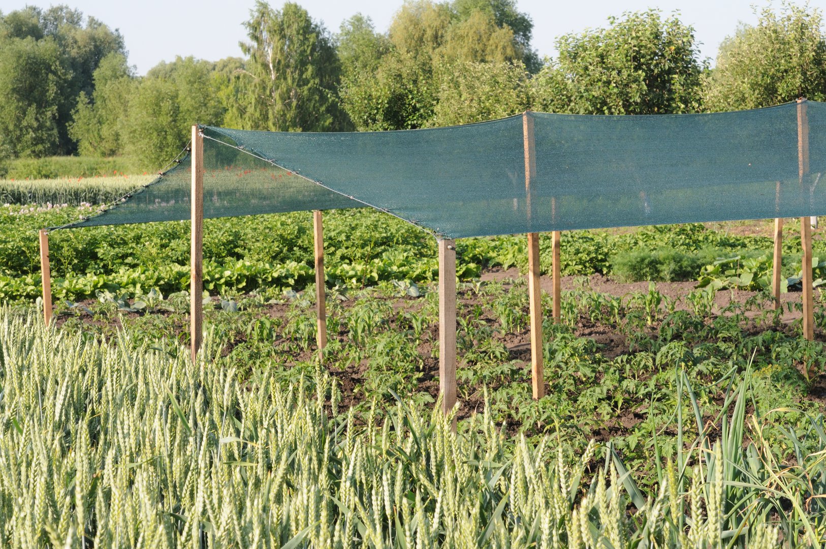 Frame with shading net to protect plants from the sun.