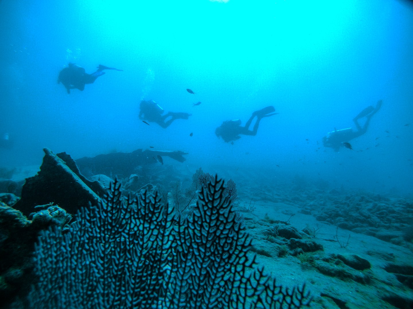 A group of scuba divers explores the remains of a sunken shipwreck the SS Benwood a 285-foot English-built merchant marine freighter that sank in 1942. Now lying at depths between 25 and 45 feet, surrounded by marine life in the deep blue ocean. The decaying metal structure is encrusted with coral and algae, creating a thriving artificial reef. Sunlight filters through the water, illuminating the divers as they navigate the wreck, highlighting the beauty and mystery of underwater exploration. This captivating scene captures the adventure of wreck diving and the vibrant marine ecosystem that flourishes in these submerged relics. These wrecks provide diverse diving experiences, from shallow explorations suitable for beginners to deeper dives for advanced adventurers.