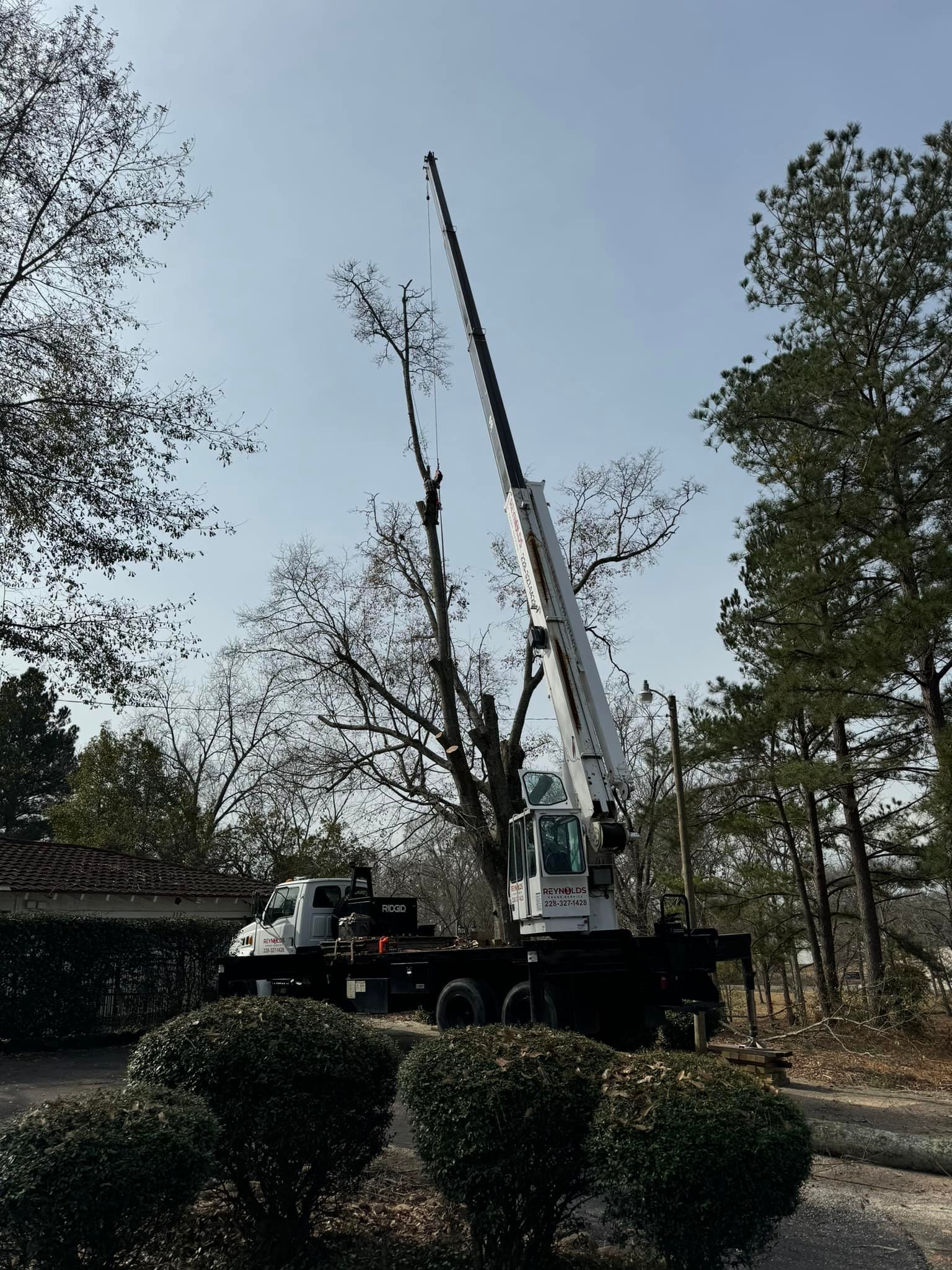 Berry's Tree Pro professional tree removal in action