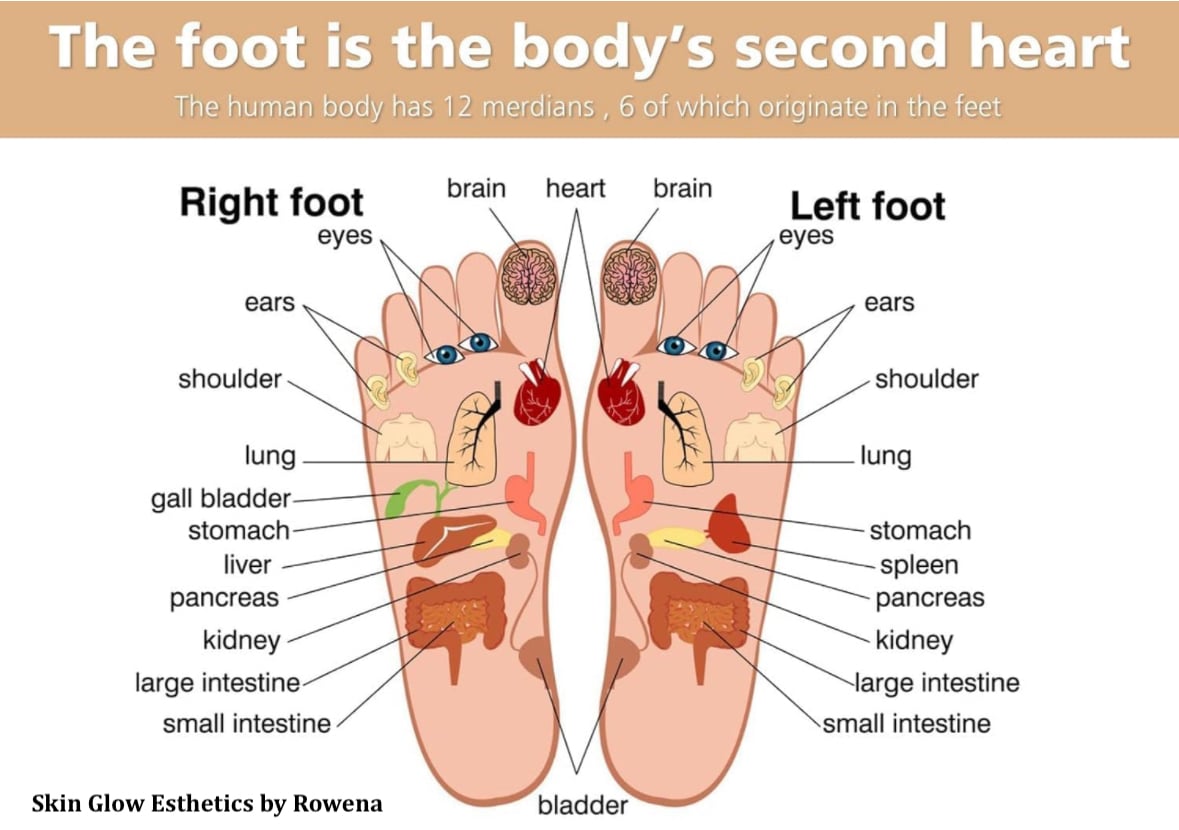 Diagram showing foot reflexology points, linking areas of the feet to body organs and systems for both right and left feet.