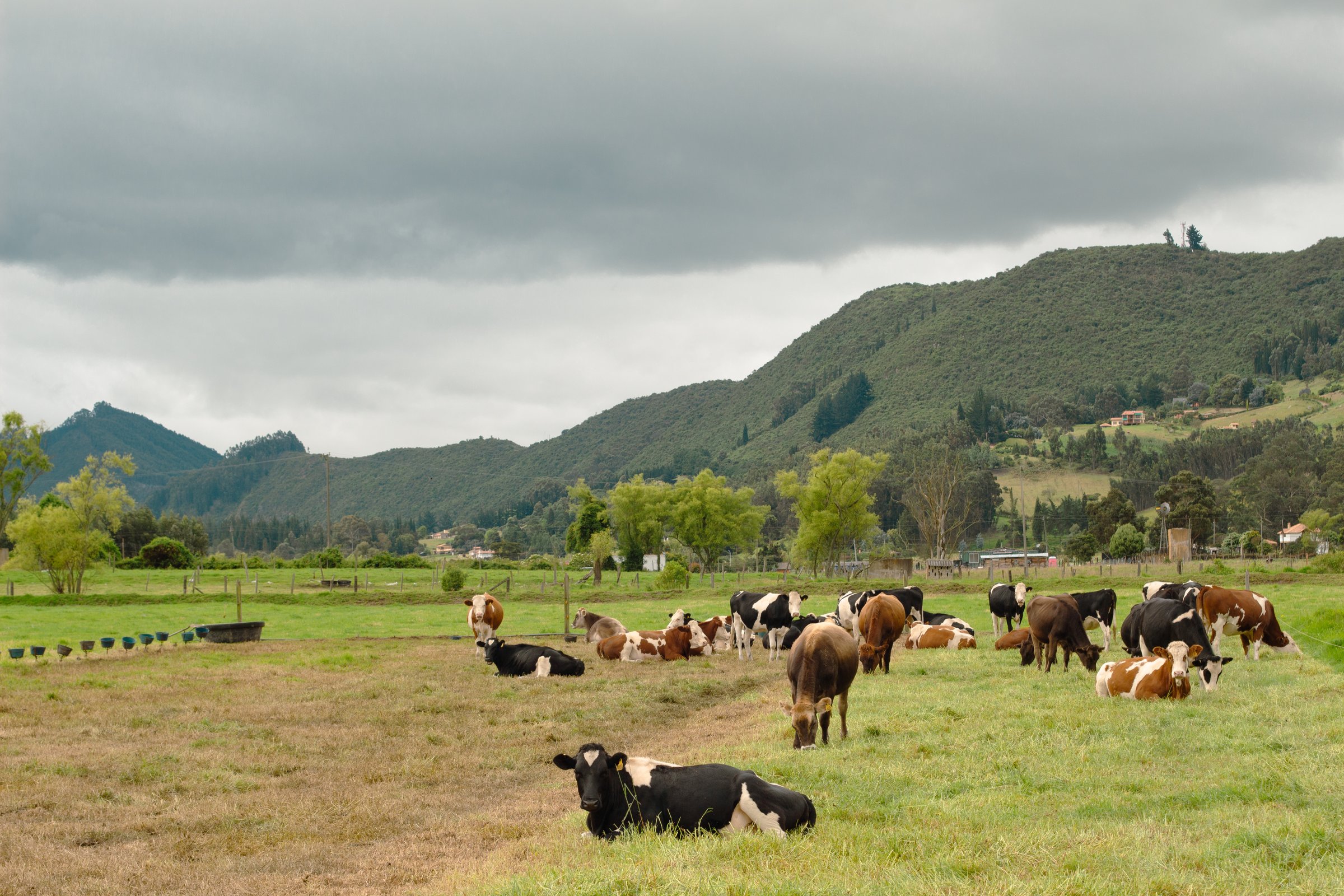 Ganado Gyr en México - vacas lecheras de genética brasileña en rancho tropical