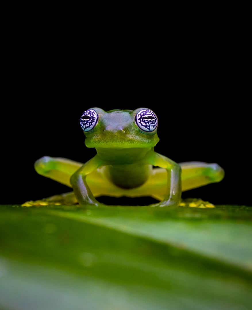 Close-up of a glass frog with transparent skin, seated on a green leaf against a black background.