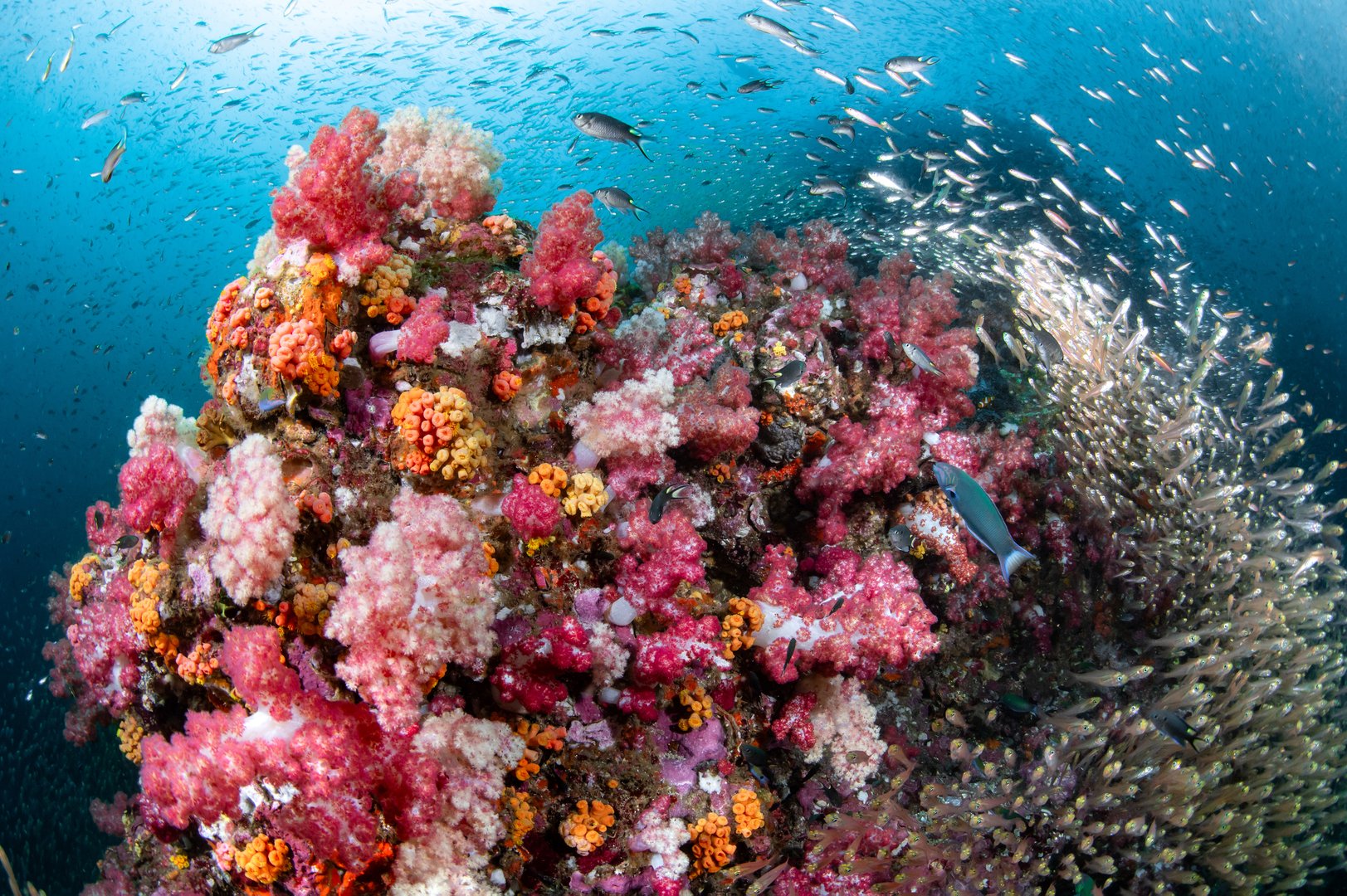 Beautiful colorful soft coral reef with massive school of glass fish at Richelieu Rock, a famous scuba diving dive site of Andaman Sea. Exotic underwater landscape in Thailand.