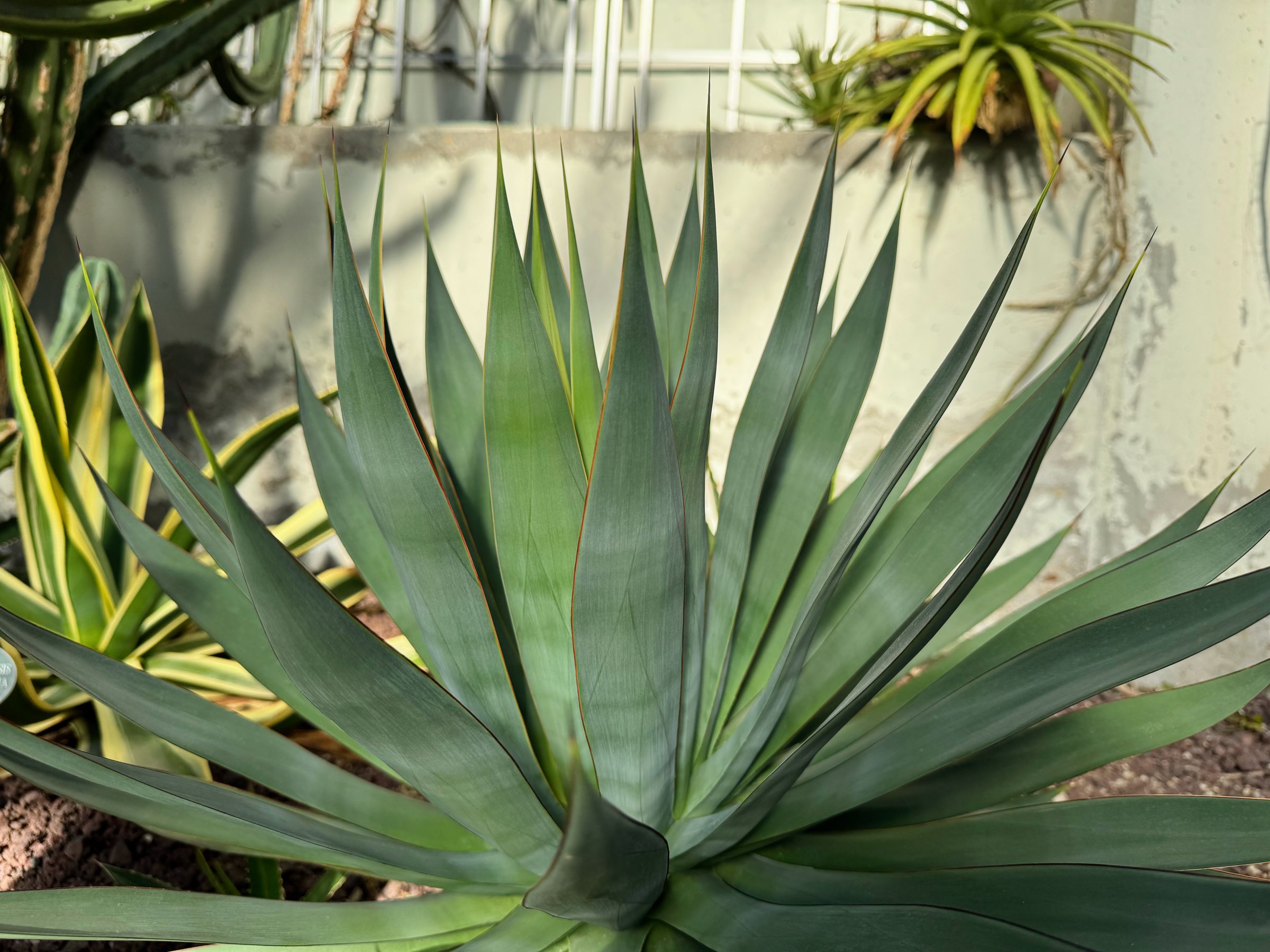 Agave tequilana is a plant species of the Agave genus. It was identified by the French botanist Frédéric Albert Constantin Weber. Tequila is obtained from this plant.