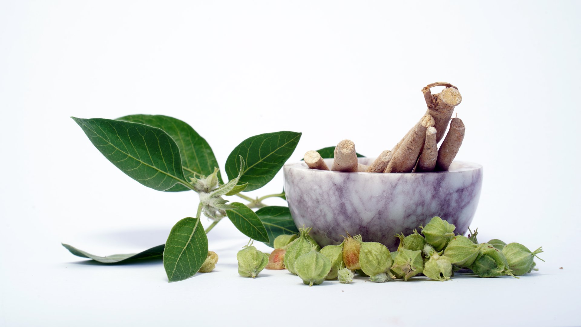 Immunity booster plant, Withania somnifera, known commonly as ashwagandha Its roots and orange-red fruit have been used for hundreds of years for medicinal purposes