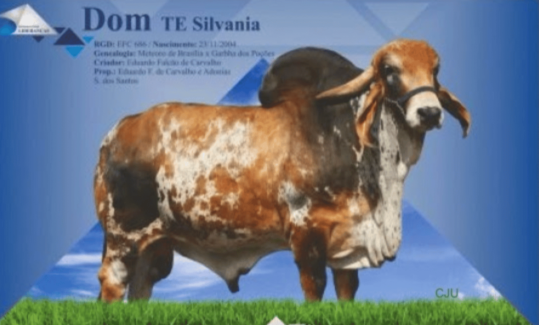 Dom TE Da Silvania - Toro Gyr lechero BB para betalactoglobulina ideal para quesos y yogurt