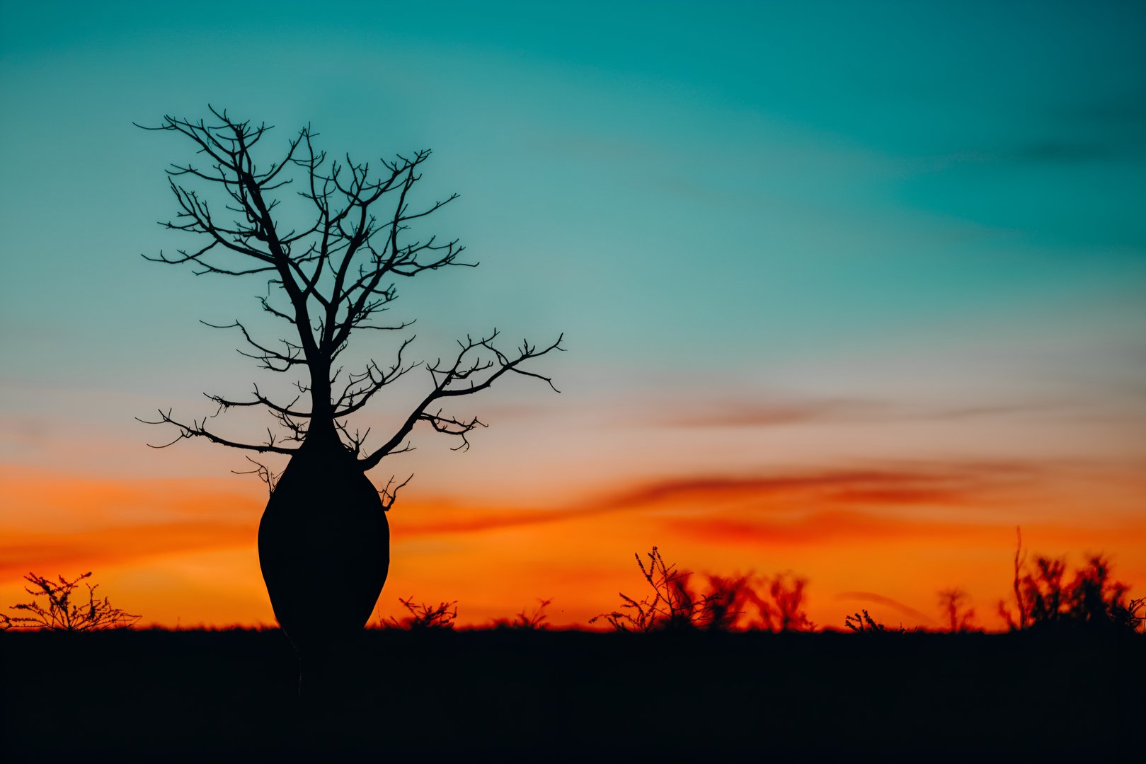 Boab tree sunset