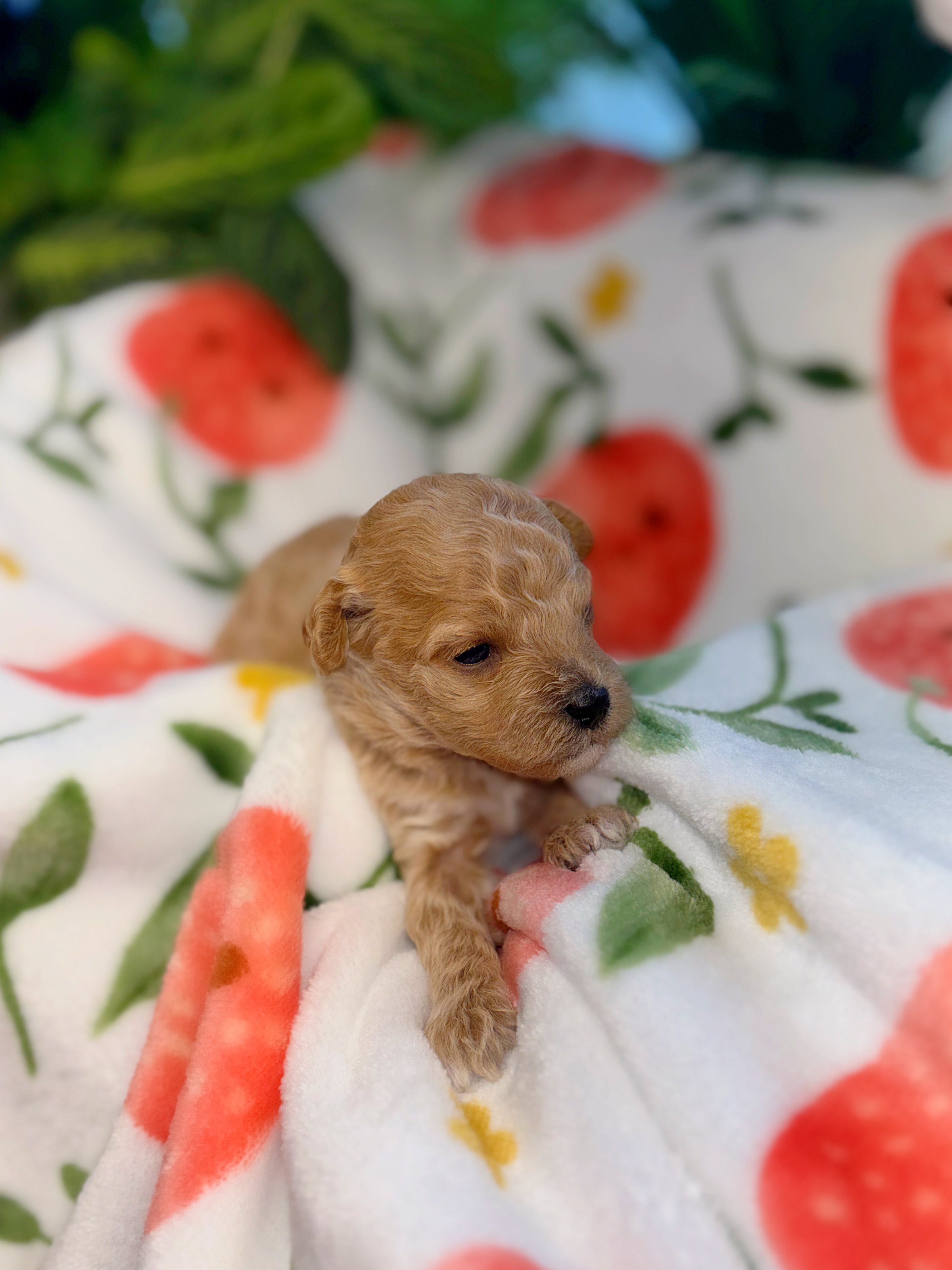 Juliet the Toy Poodle