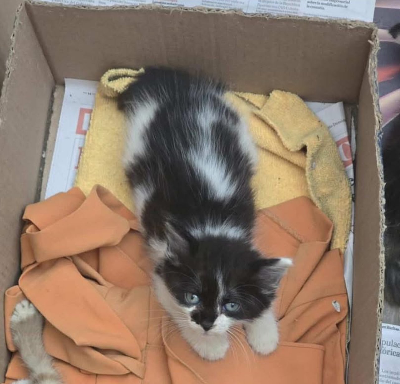 Animal rescatado disponible para adopción