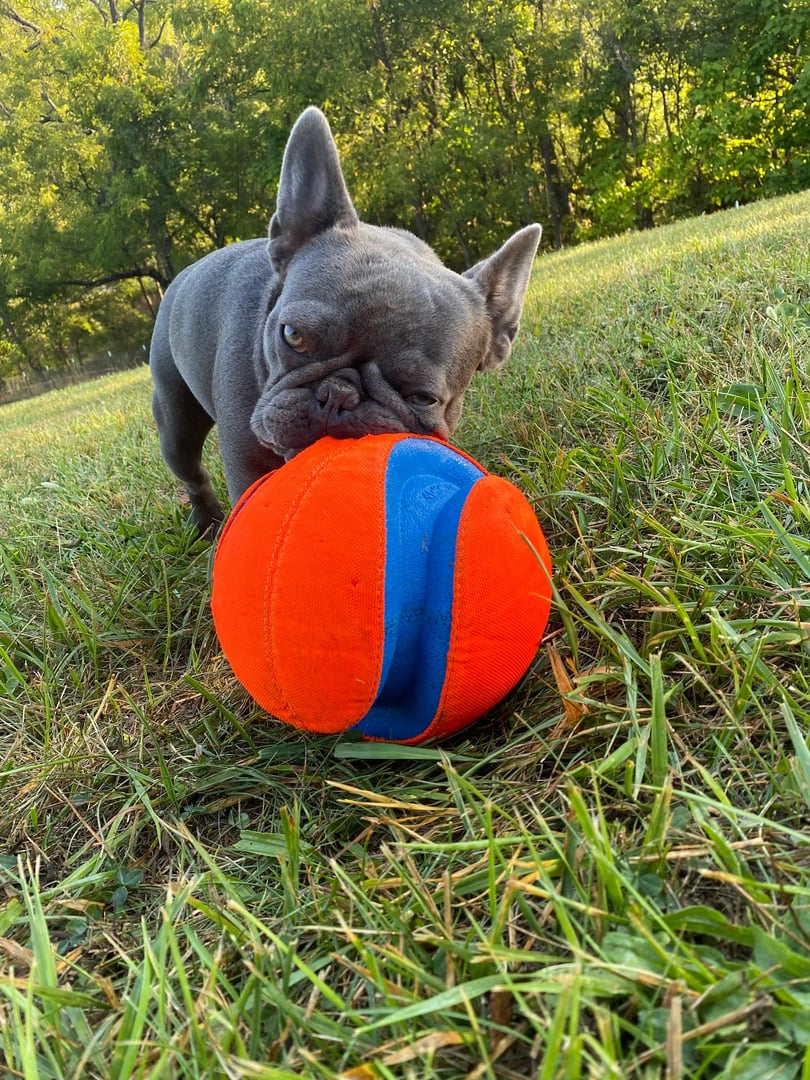 French bulldog with big ball