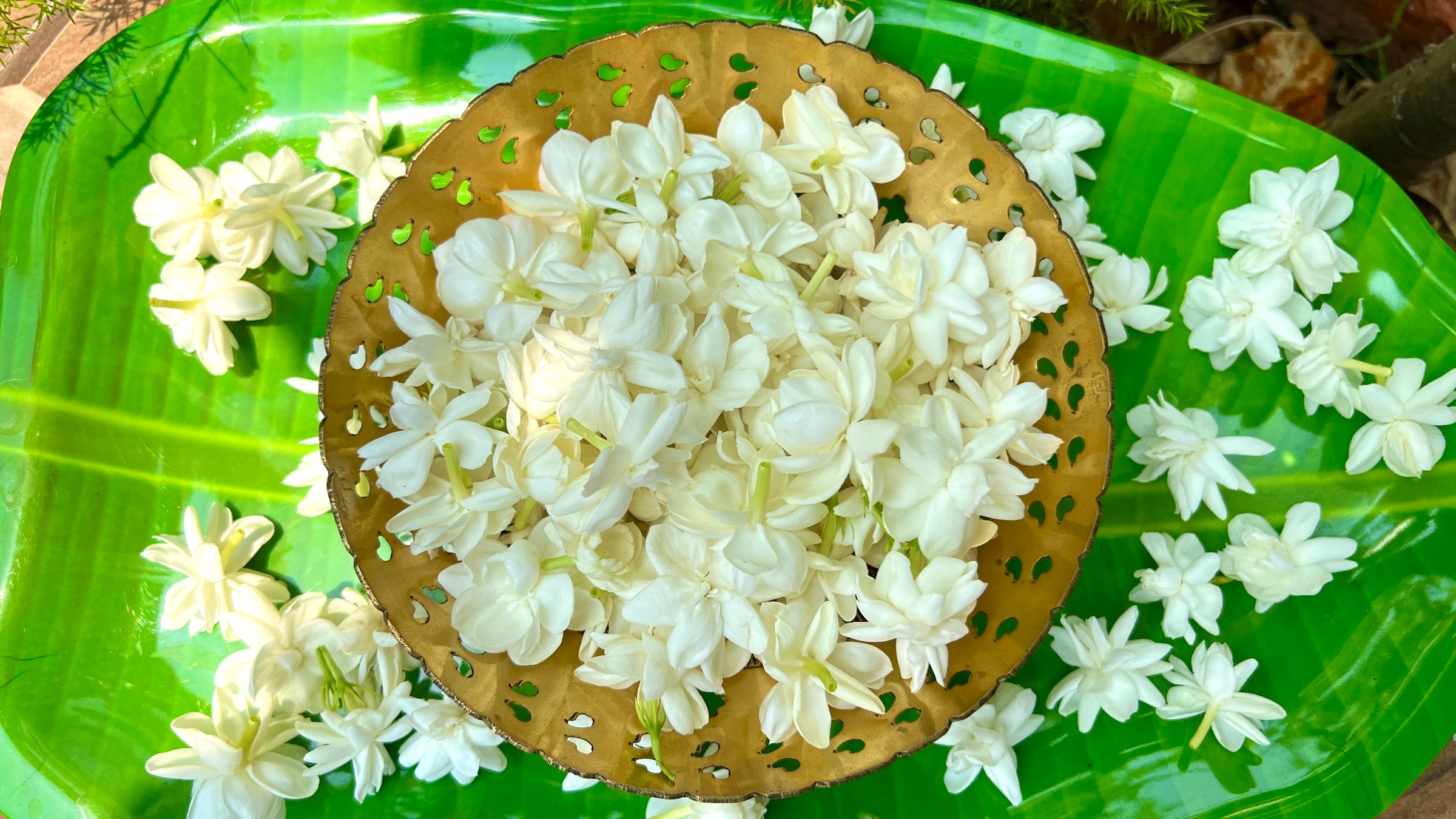 jasmine flowers