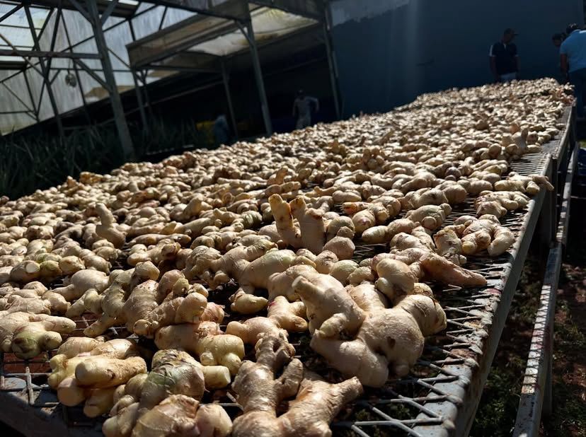 Plantación premium de piña con estándares internacionales de calidad
