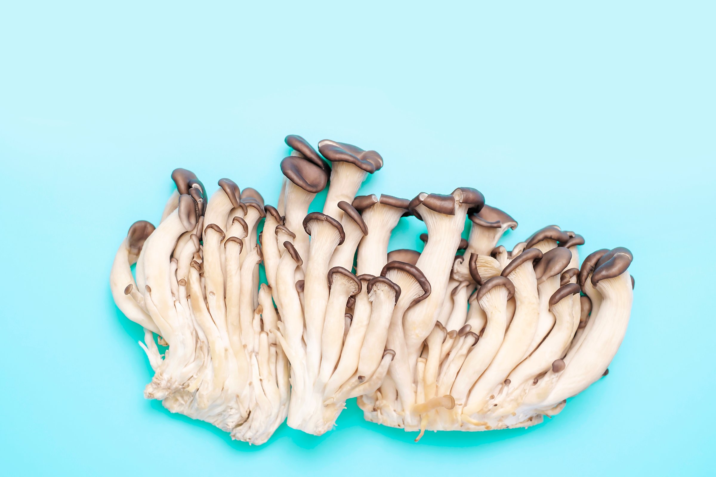 Blue oyster mushrooms close up