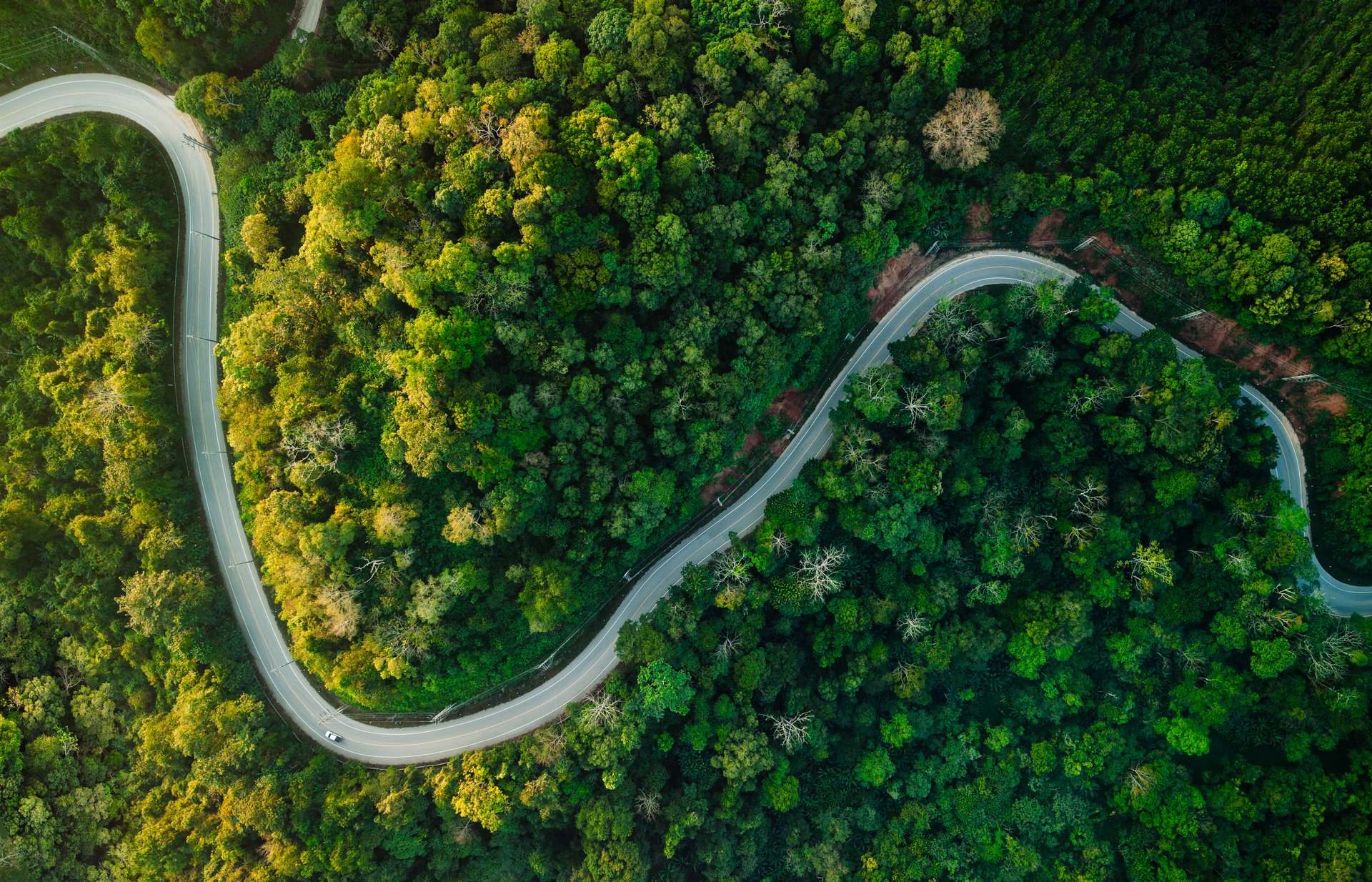 Aerial view of road through forest and trees in the morning,Trees and roads in high angle view. Travel, transportation and nature.