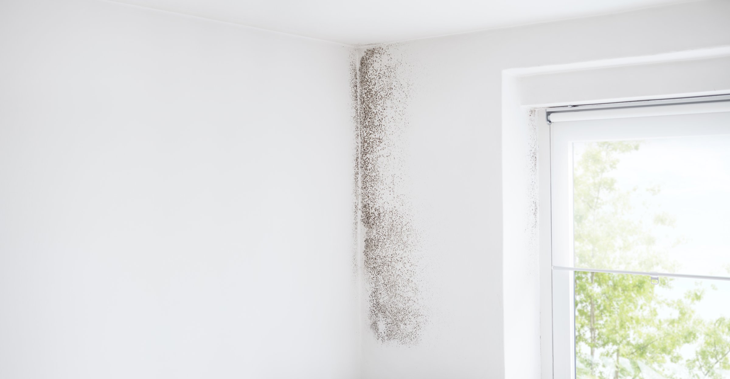 Wall and window with mold, banner with copy space, defeat mold and preserve home with specialized Anti-Mold products and services. Professional remediation, shopping resistant materials and coatings.