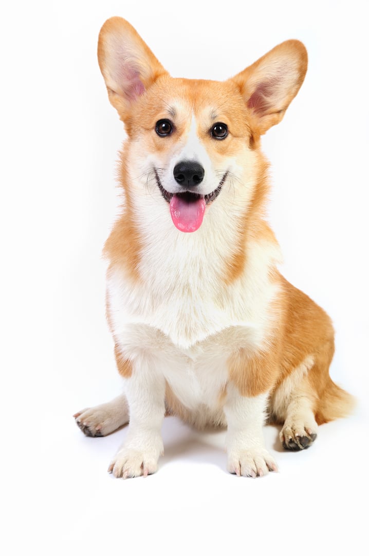 Funny corgi pembroke dog sitting in studio in front of a white background