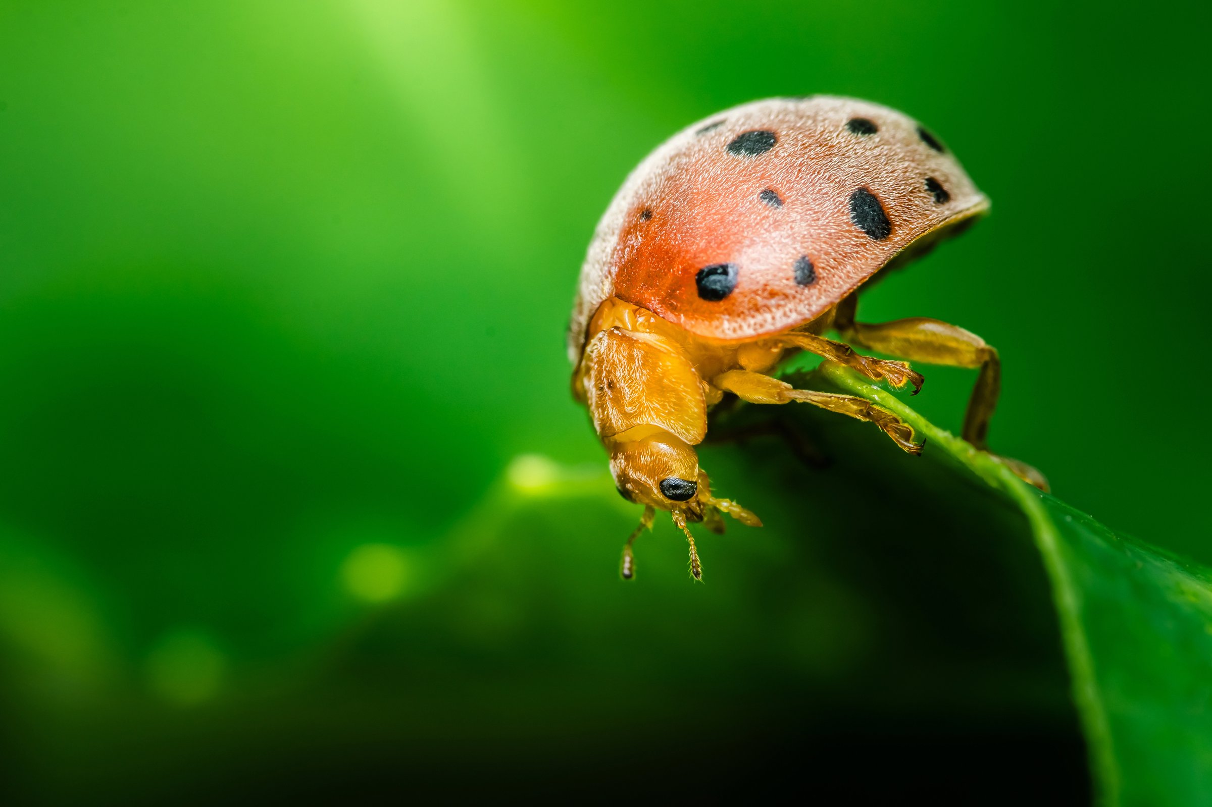 Ladybug on green leaf - beneficial insect for pest control