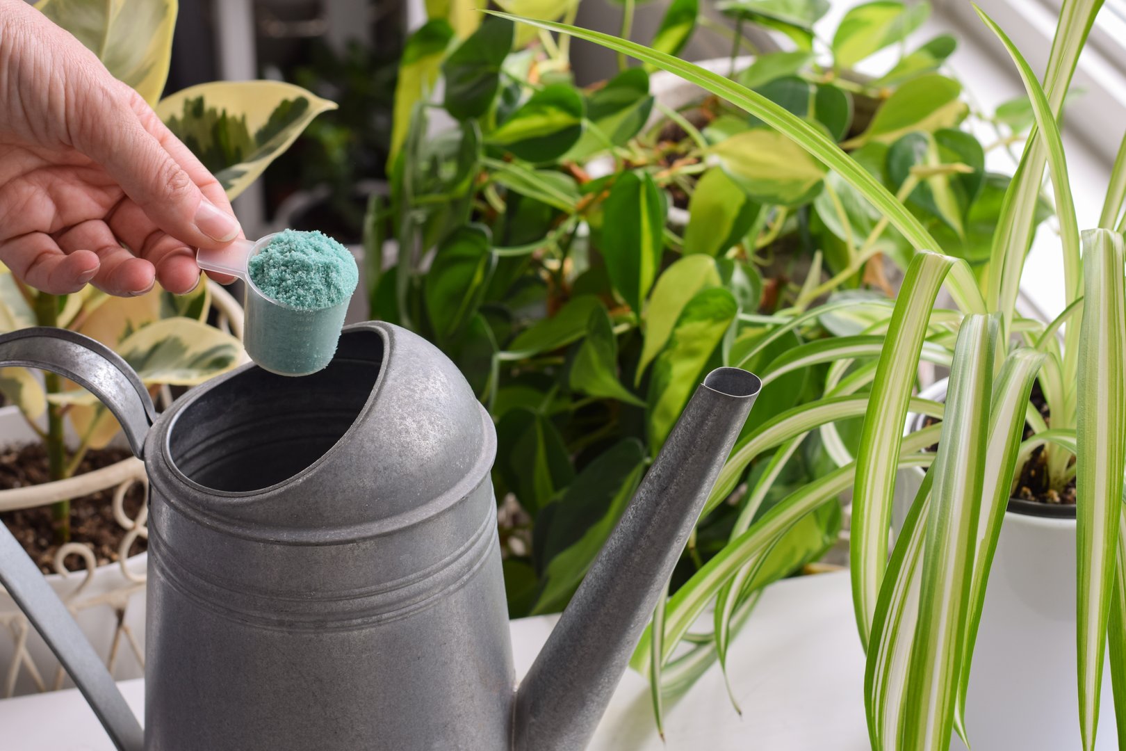 Closeup person's hand holding scoop with plant fertilizer to add to watering can to water houseplants