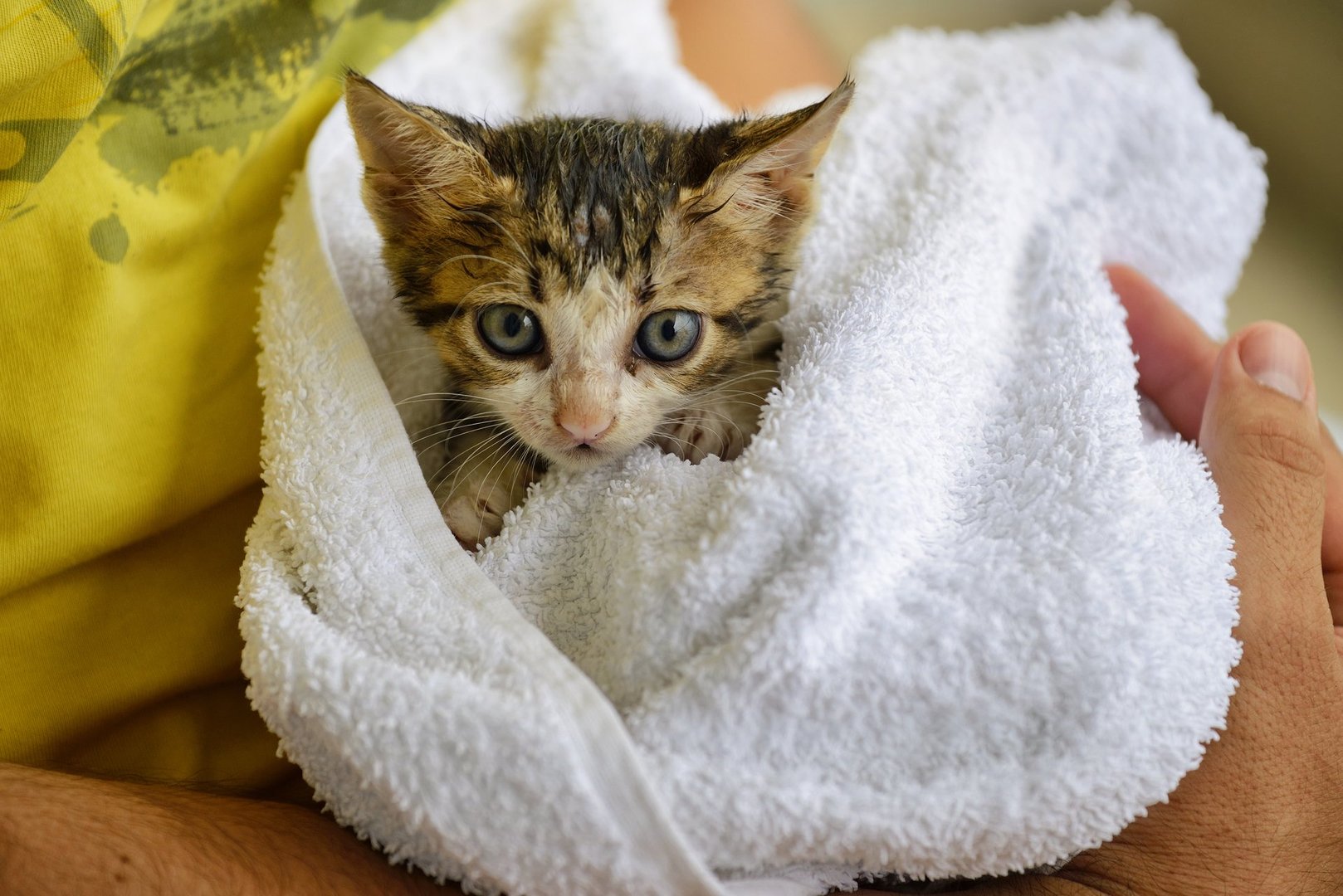 Man holds rescued stray kitten