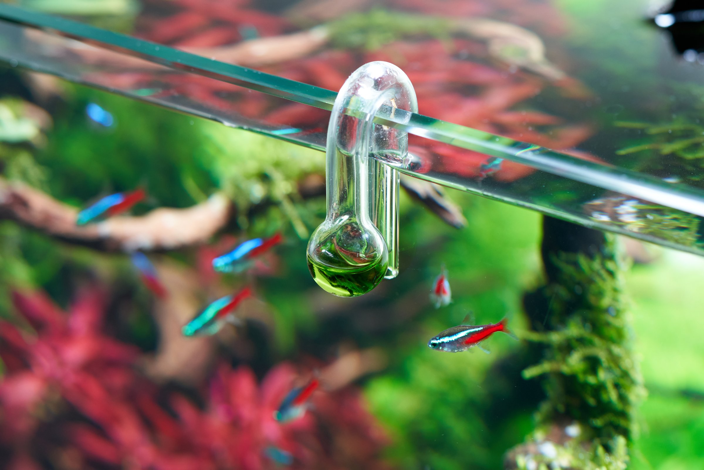 Glass hang-on CO2 aquarium drop checker for monitoring optimal carbon dioxide amount in planted tank.