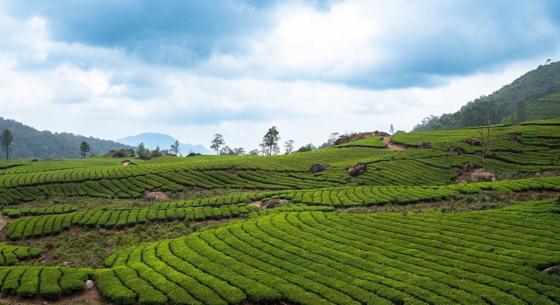 Tea plantation in Munnar, South India, landscape with fields in Kerala, view of the rolling garden hills, agriculture