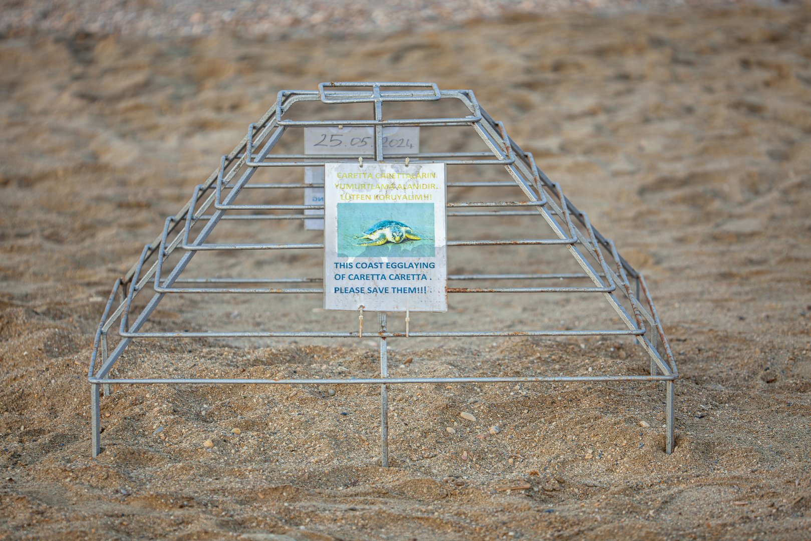 Sea turtle egg laying site. Protected green turtle nesting area on the sea beach. Sea turtle nesting season. High quality photo
